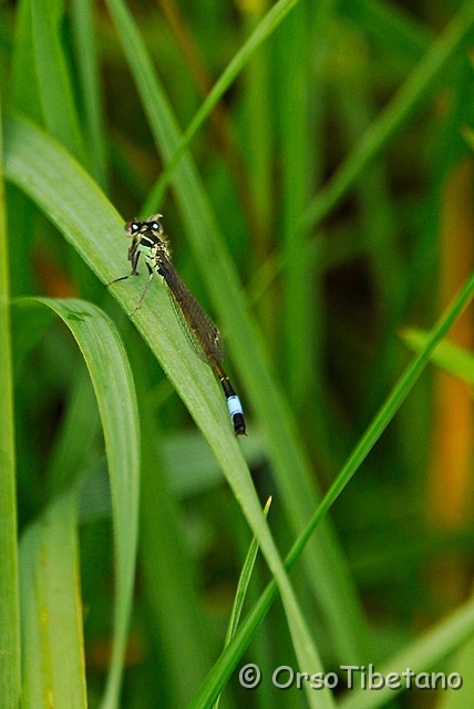 20090412-100208_01-0.jpg - Libellula > Damigella (Ischura elegans) [a, -75%, none]