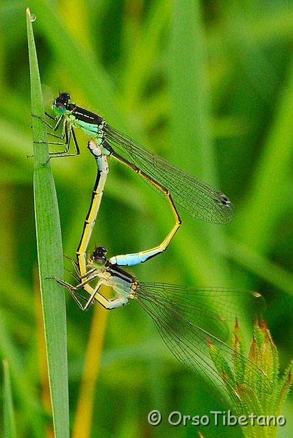 20090412-100338_01-0.jpg - Libellula > Damigella (Ischura elegans) in accoppiamento [a, -75%, none]