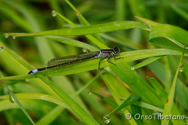 20090412-101404_01-0.jpg - Libellula > Damigella (Ischura elegans) [a, -75%, none]