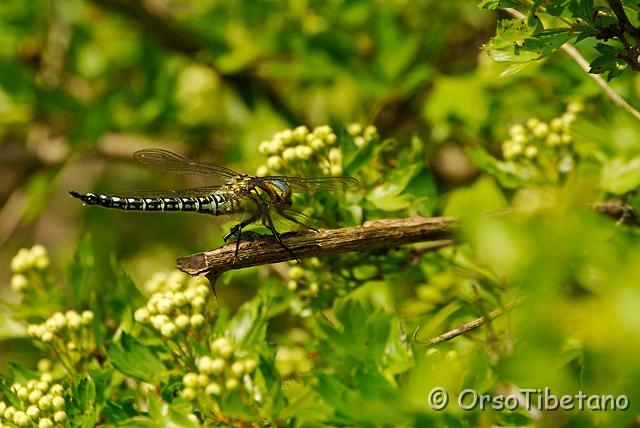 20090412-111944-0.jpg - Odonata > Libellula > maschio di Brachytron pratense (specie non comune nel nord Italia) [a, -75%, none]