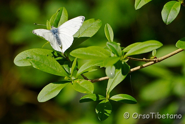 20090412-121826_01-0.jpg - Maschio di  Pieris napi, Cavolaia Minore  [a, -75%, none]