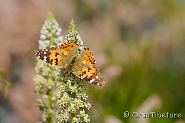 20090507-092130_01-0.jpg - Vanessa del cardo (Vanessa cardui)  [a, -75%, none]