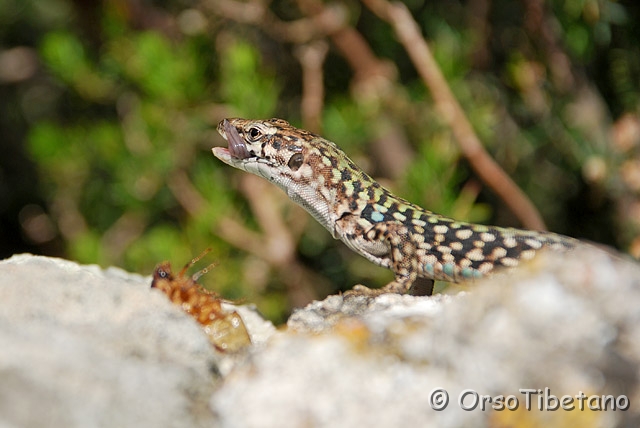 DSC_4526-0.jpg - Lucertola di Capraia [a, -75%, none]