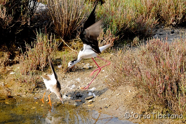 20090606-083036-1.jpg - La battaglia è iniziata e il Cavaliere  (Himantopus himantopus) si avventa su una delle Pettegole (Tringa totanus)... [a, +75%, none]