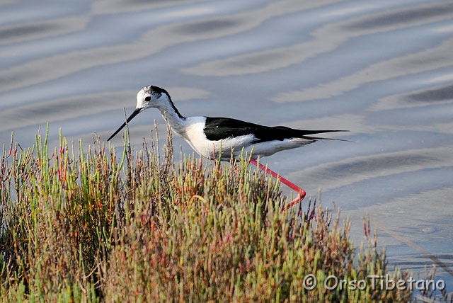 20090606-083251-1.jpg - Il Cavaliere  (Himantopus himantopus) è infastidito dalla presenza di una famiglia di Pettegole (Tringa totanus)... le schermaglie prima della battaglia sono iniziate... [a, +75%, none]