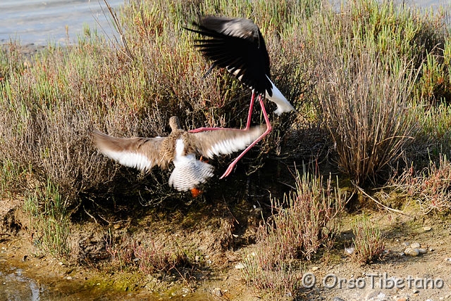 20090606-083759_01-0.jpg - Si lotta furiosamente, il Cavaliere  (Himantopus himantopus) per far male... [a, -75%, none]