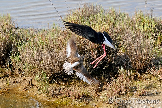 20090606-083759_02-0.jpg - La Pettegola (Tringa totanus) in difesa e comunque con una strategia tesa a distrarre il Cavaliere  (Himantopus himantopus) e non a offendere.... [a, -75%, none]