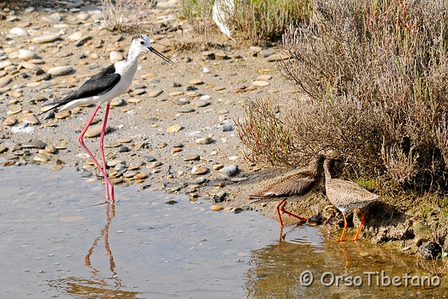 20090606-090807-0.jpg - Un attacco a vuoto del Cavaliere  (Himantopus himantopus)  non documentato, ed il Pullo... [a, -75%, none]