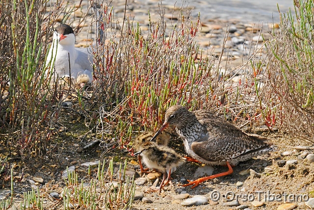 20090606-094503_01-0.jpg - La battagli è finita.... il Cavaliere  (Himantopus himantopus) si è allontanato e mentre una delle pettegole osserva vigile, l'altra si riposa vicino ai suoi pulli...  poco lontano da una Sterna Comune (Sterna hirundo) vigila e protegge i suoi Pulli appena nati.... [a, -75%, none]