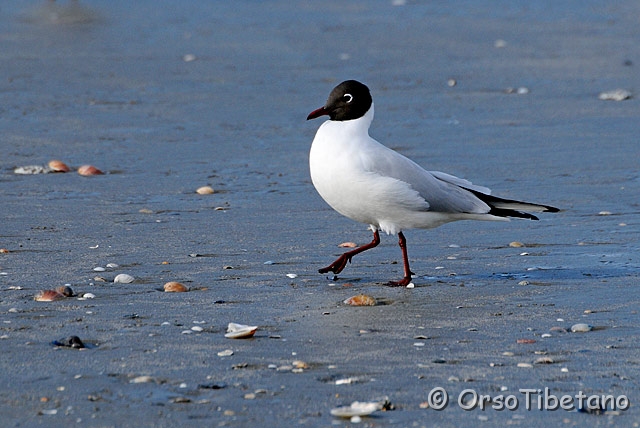 20090307-153030_01-0.jpg - Gabbiano Comune (Larus ridibundus) [a, -75%, none]