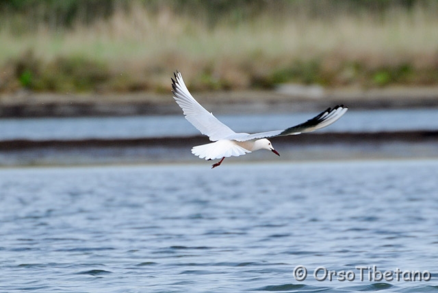 20090501-094402_01-0.jpg - Gabbiano Roseo (Larus rosei) [a, -75%, none]