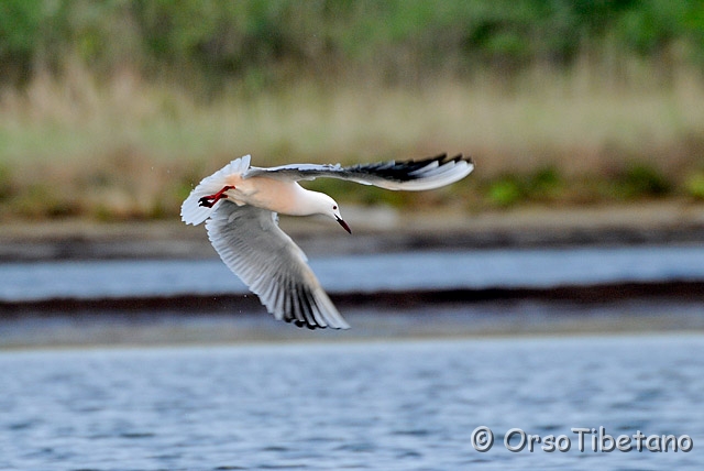 20090501-094406-0.jpg - Gabbiano Roseo (Larus rosei) [a, -75%, none]