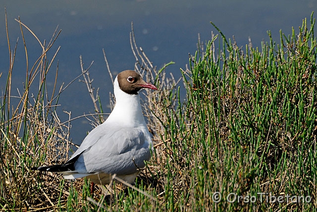 20090507-102639-1.jpg - Gabbiano Comune (Larus ridibundus) [a, +75%, none]