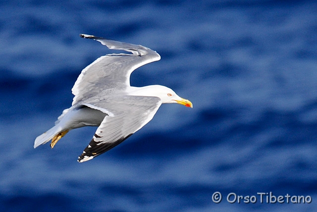 20090513-174212-0.jpg - Gabbiano Reale (Larus michahellis) [a, -75%, none]