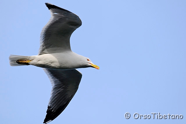 20090513-180343-1.jpg - Gabbiano Reale (Larus michahellis) [a, +75%, none]