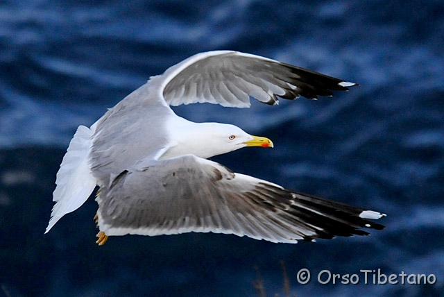 20090513-180948-0.jpg - Gabbiano Reale (Larus michahellis) [a, -75%, none]