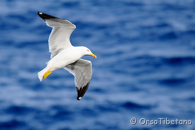 20090513-181135_01-0.jpg - Gabbiano Reale (Larus michahellis) [a, -75%, none]