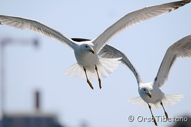 20090516-110347-0.jpg - Gabbiano Reale (Larus michahellis) [a, FF, none]