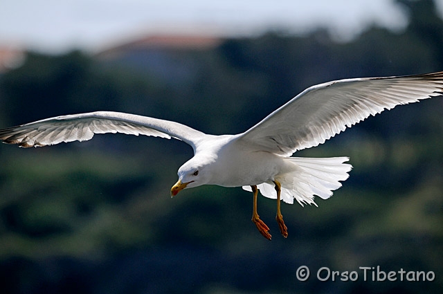 20090516-110351_01-f.jpg - Gabbiano Reale (Larus michahellis) [a, FF, none]