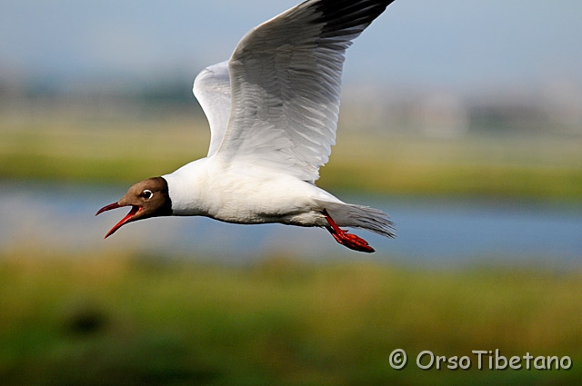 20090606-082810-f.jpg - Gabbiano Comune (Larus ridibundus) [a, FF, none]