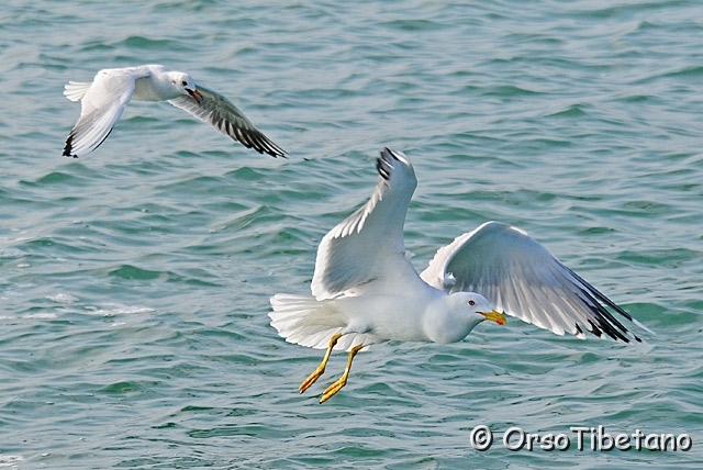 20100214-100840-0.jpg - 14 - Febbraio - 2010 Pelagic Trip, nella parte veneta del Delta del Po... Gabbiano Reale (Larus michahellis) e Gabbiano Comune (Larus ridibundus)