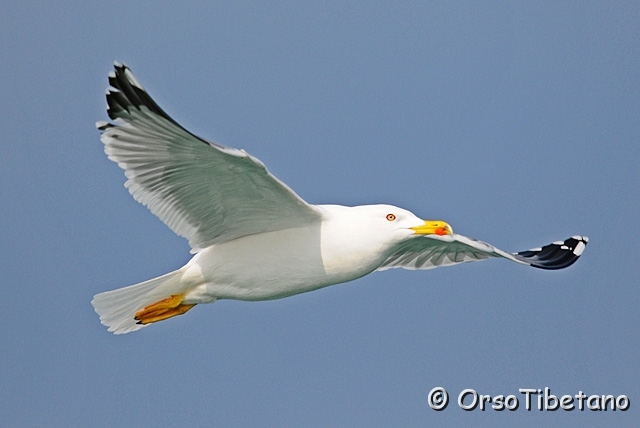 20100214-102032-0.jpg - Senz'altro non sono la specie più bella.... ma l'occhio dei Gabbiani Reali (Larus michahellis) è quanto di più fotogenico si possa trovare...