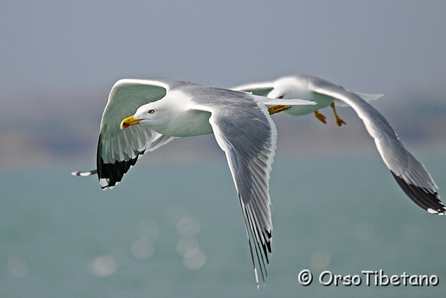 20100214-102613_02.jpg - C'è qualcosa di "rapace" nello sguardo dei Gabbiani Reali (Larus michahellis).... d'altra parte sono dei predatori pure loro...