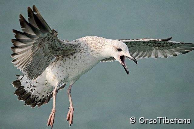 20100214-102918-F.jpg - Tanto fotogenico, l'occhio del Gabbiano adulto, tanto "lugubre" quello di questo giovane... urla, dall' aldilà...