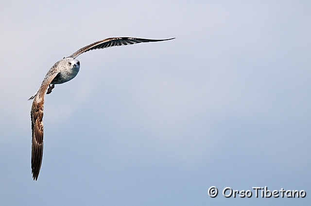 20100214-110846-1.jpg - Giovane di Gabbiano Reale (Larus michahellis) in virata...