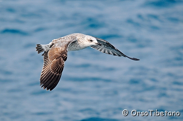 20100214-111056_01-1.jpg - Giovane di Gabbiano Comune (Larus ridibundus)