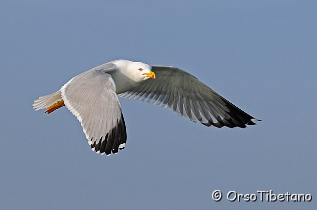 20100214-144632-1.jpg - Gabbiano Reale (Larus michahellis)