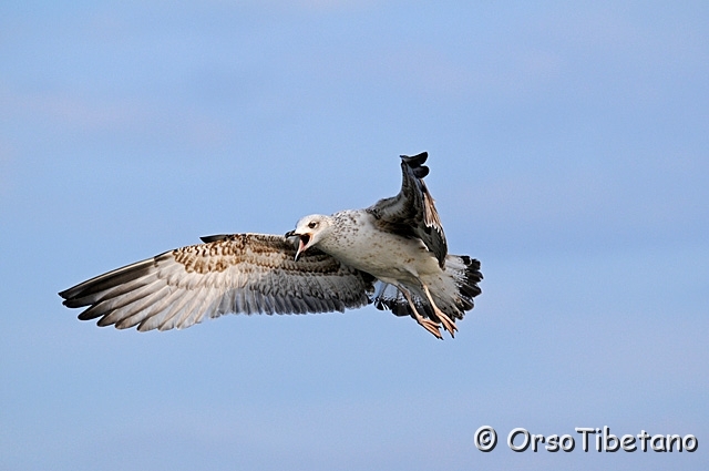 20100214-150039-1.jpg - Giovane di Gabbiano Reale (Larus michahellis)