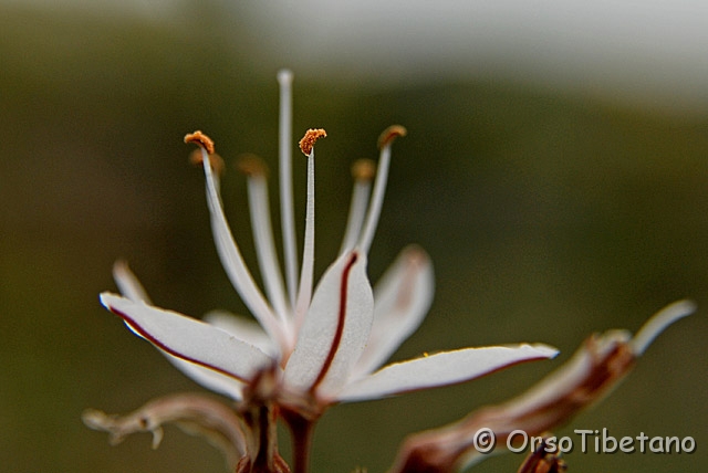 DSC_3541-0.jpg - Asfodelo Mediterraneo (Asphodelus microcarpus) [a,  -75%, none]