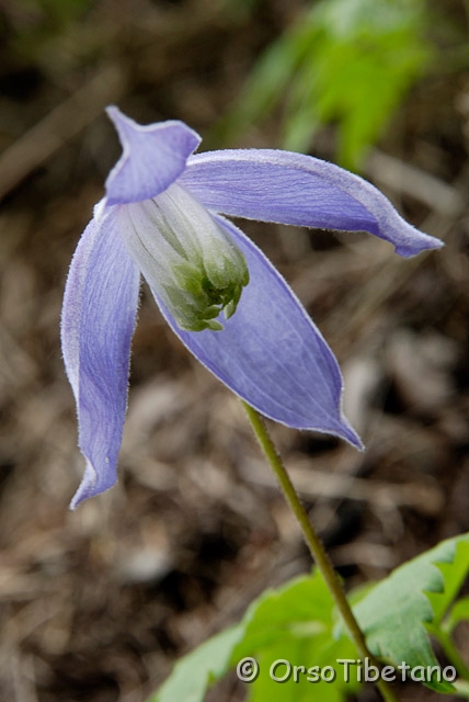 _DSC0719-0.jpg - Clematide Alpina (Clematis alpina) [a, -75%, none]