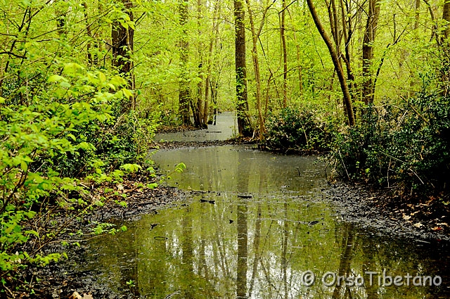 20090412-083201.jpg - Pineta S.Vitale, zona Pre-Parco delta del Po [a, +75%, none]