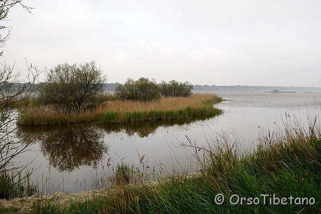 20090412-091210.jpg - Piallassa della Baiona, zona Pre-Parco delta del Po. [a, FF, none]