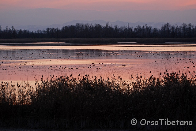 DSC_0490.jpg - Tramonti nell'oasi di Campotto 3/5, Parco delta del Po  [a, FF, none]