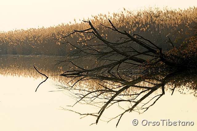 _NIK0494.jpg - Oasi di Campotto, Parco delta del Po  [a, +75%, none]