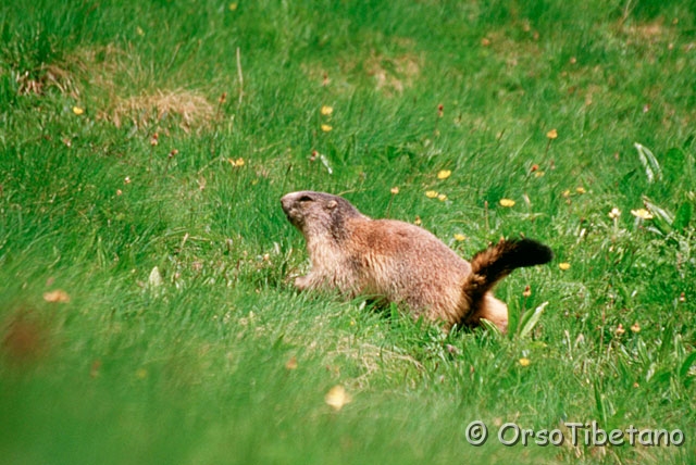 01-004-0.jpg - Marmotta (Marmota marmota) [scansione da dia, a, -75%, none]