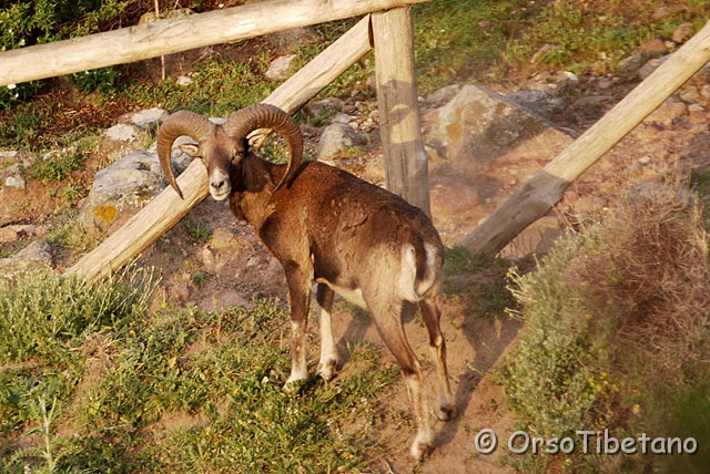 DSC_4296-0.jpg - Muflone (Ovis musimon)  [a, -75%, none]