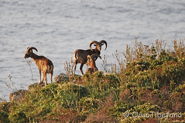 DSC_4315-0.jpg - Mufloni (Ovis musimon)  [a, -75%, none]