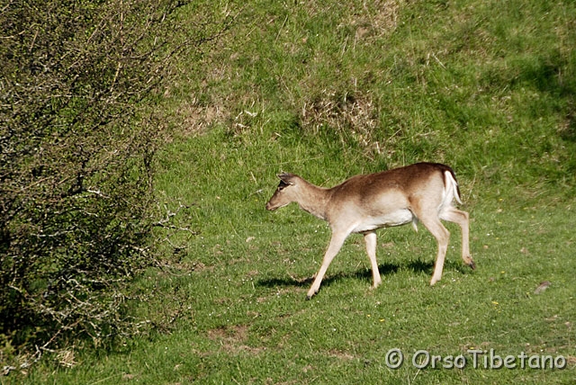 _DSC5600-0.jpg - Daino (Dama dama)  [a, -75%, none]