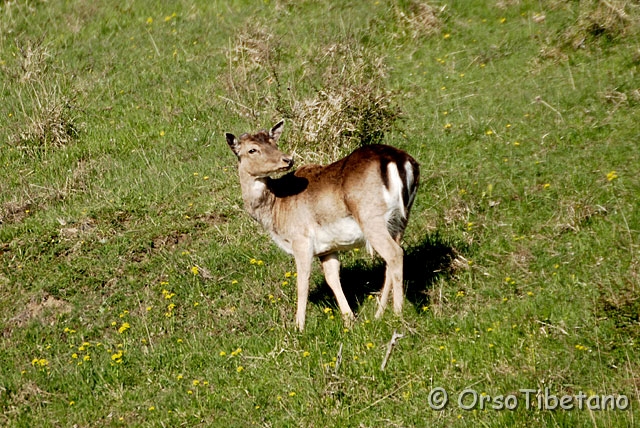 _DSC5706.jpg - Daino (Dama dama)  [a, -75%, none]