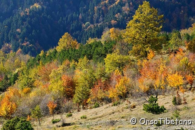 20091107-114155-1.jpg - ...alcuni dei colori dell'autunno...[a, +75%, none]