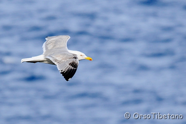 20090513-180830-0.jpg - Gabbiano Reale (Larus michahellis) [a, -75%, none]