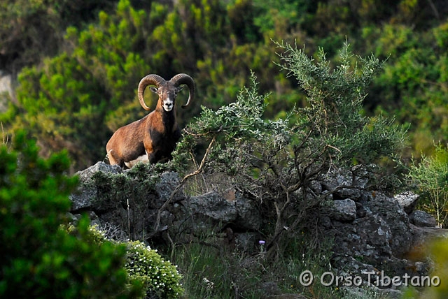 20090514-063955-0.jpg - Muflone (Ovis musimon) [a, -75%, none]