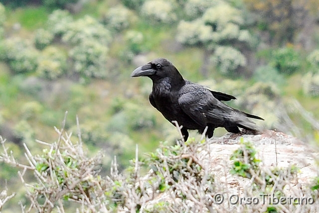 20090515-123126-0.jpg - Corvo Imperiale (Corvus corax) [a, -75%, none]