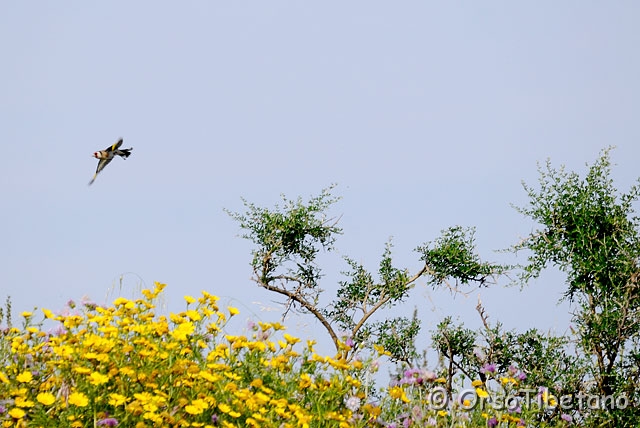 20090515-165742-1.jpg - Cardellino (Carduelis carduelis) [a, +75%, none]