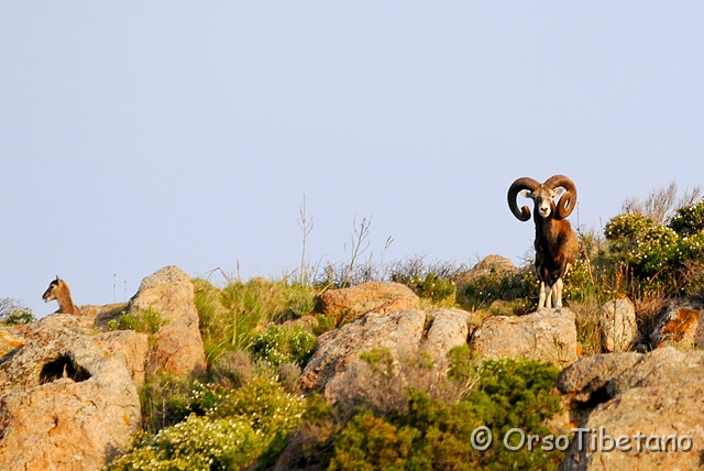 20090516-065140-0.jpg - Muflone (Ovis musimon) [a, -75%, none]