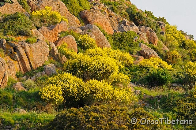 20090516-065837-f.jpg - Fioritura di Ginestre (Genisteae) [a, FF, none]